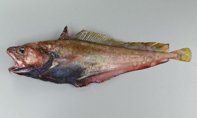 40cm SL 前後。腹鰭は普通で6〜７軟条で皮膜がある。吻は丸く下あごに１本の髭（ひげ）がある。頭部の無鱗域は狭く、吻端近くまで鱗がある。第１背鰭は糸状に伸びない。発光器（写真の黒く丸いもの）は腹鰭起底を結ぶ線よりも後ろにある。［静岡県沼津産］