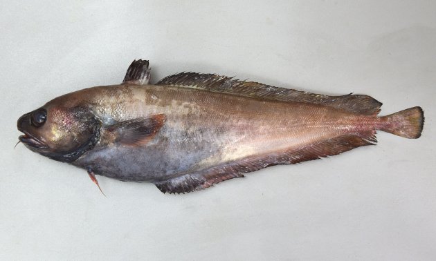 40cm SL 前後。腹鰭は普通で6〜７軟条で皮膜がある。吻は丸く下あごに１本の髭（ひげ）がある。頭部の無鱗域は狭く、吻端近くまで鱗がある。第１背鰭は糸状に伸びない。発光器（写真の黒く丸いもの）は腹鰭起底を結ぶ線よりも後ろにある。［気仙沼で沖どんこと呼ばれている個体。47cm SL・1.384kg］