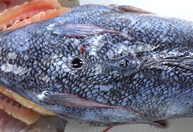 発光器（写真の黒く丸いもの）は腹鰭起底を結ぶ線よりも後ろにある。