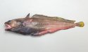 チゴダラのサムネイル写真