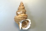 シライトマキバイのサムネイル写真