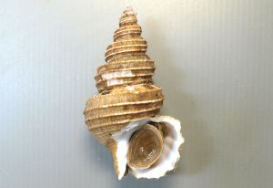 シライトマキバイのサムネイル写真
