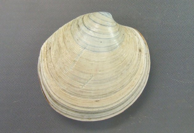 カガミガイ | 軟体 | 市場魚貝類図鑑