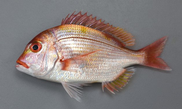 35cm SL 前後になる。黄色いタイだからキダイだけど、決して黄色くはない。むしろ全体に桃色である。楕円形で体高が高く、側扁（左右に平たい）する。黄色く太い横縞が３つ淡く並ぶ。体色は黄色みの強い赤で両眼の間は明らかにこぶ状に膨らむが、大きくなるにしたがいより張り出してくる。両顎には円錐歯があるが臼歯がない。腹鰭以外は薄い赤色をしている。［19cm SL ・251g］