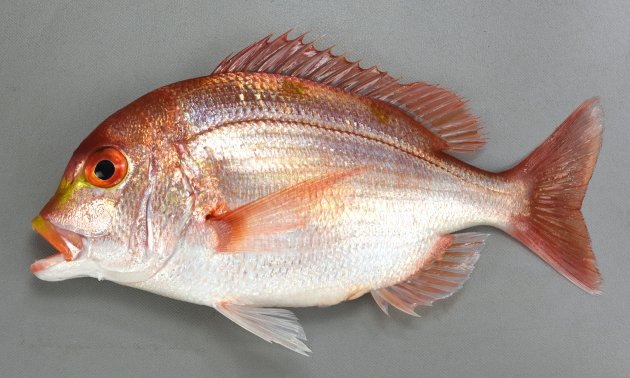 35cm SL 前後になる。黄色いタイだからキダイだけど、決して黄色くはない。むしろ全体に桃色である。楕円形で体高が高く、側扁（左右に平たい）する。黄色く太い横縞が３つ淡く並ぶ。体色は黄色みの強い赤で両眼の間は明らかにこぶ状に膨らむが、大きくなるにしたがいより張り出してくる。両顎には円錐歯があるが臼歯がない。腹鰭以外は薄い赤色をしている。［石花海　25cm SL ・565g］