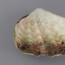 オオシャコガイ属について＆生物一覧 | 市場魚貝類図鑑