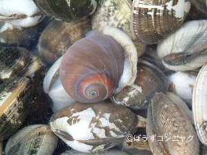 アサリの荷に混ざったツメタガイ