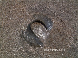 ツメタガイの卵塊