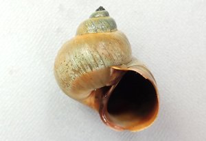 サキグロタマツメタのサムネイル写真