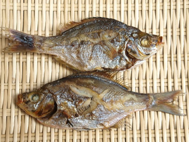 ウミタナゴの素焼き