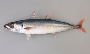 オアカムロのサムネイル写真