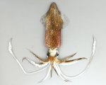 ジンドウイカのサムネイル写真