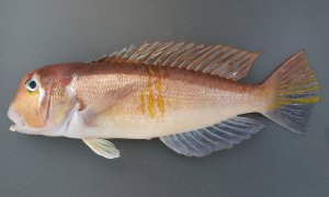 アカアマダイのサムネイル写真