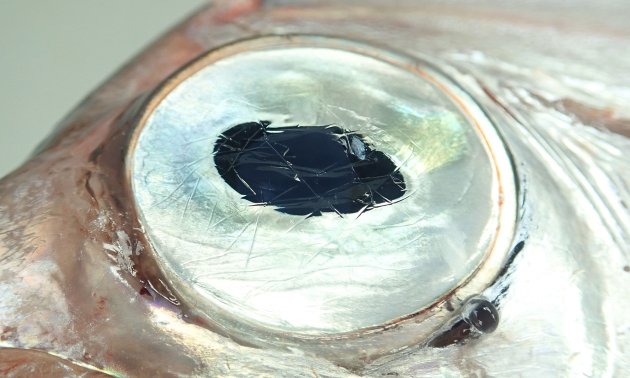 光の届かない深海にも網膜下反射板、タペータム（tapetum）が発達している。