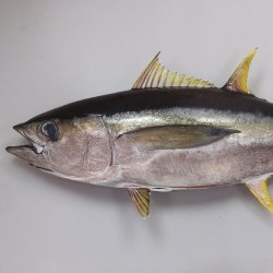 キハダマグロ | 魚類 | 市場魚貝類図鑑