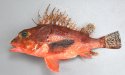 ヒレナガカサゴのサムネイル写真