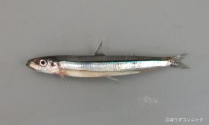 キビナゴのサムネイル写真
