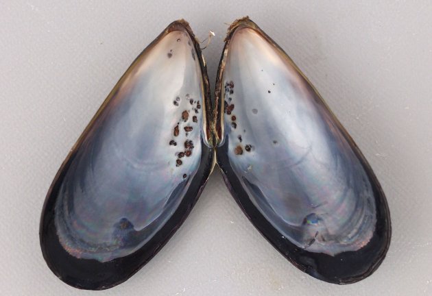 最大18cm SHL前後になる。貝殻は薄く硬く、殻長近くは茶色で黒紫色、先端近くは黒い。