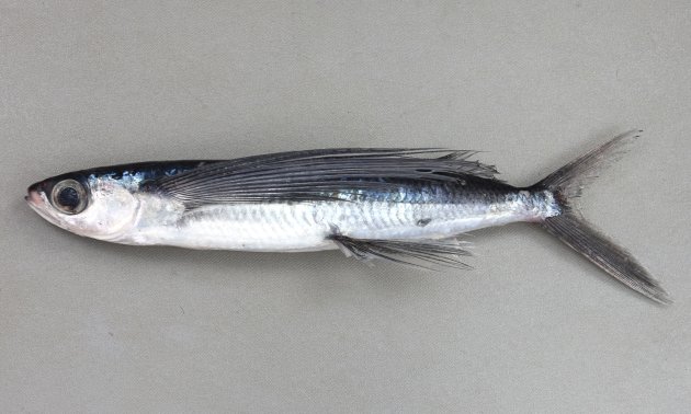 35cm TL 前後になる。細長く、紡錘形。胸鰭は一様に薄い灰色で、非常に長く腹鰭後端を超える。臀鰭起部は背鰭第3軟条よりも遙かに後方にある。胸鰭の前方から３軟条が不分枝（２つに枝分かれしていない）だが、１本目が非常に小さいので２本だけ不分枝にみえる。［31cm TL・219g］