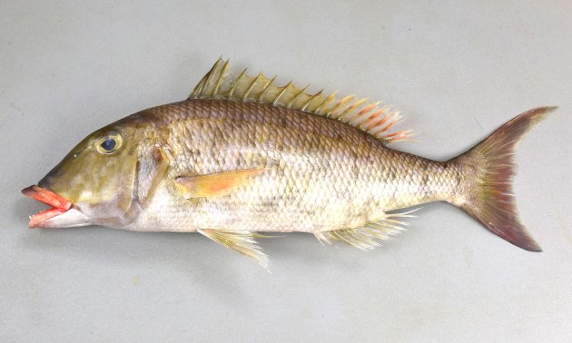 45cm SLを超える。口の中が赤い。頭部はあまり長くないが、全体に細長い。主鰓蓋骨の上部後方に赤い斑紋がある個体がいる（明瞭ではないものも存在する）。前鰓蓋骨・頭部・胸鰭に赤い斑紋がない。胸鰭裏側起部に鱗がない。［45cm SL・886g］
