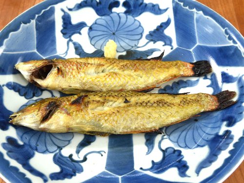 キュウセンの素焼き