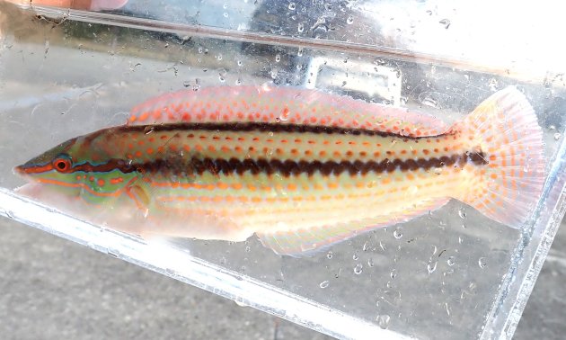 SL 30cm前後になる。写真の緑色に黒い筋のものはオスである。幼魚、メスは赤っぽく縦縞が黒い。キュウセンは雌性先熟であり、若いときにはメスであり、大きくなるとオスに性転換する。すなわち大きなものはほとんどがオスということになり、食用として高く出回るものも緑色のキュウセンであることになる。［写真は頭部は雄、体幹部分は雌］
