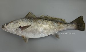 オオニベのサムネイル写真