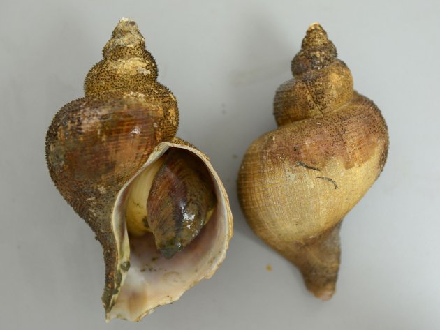殻長15cm前後になる。大型のエゾバイ科の巻き貝。貝殻は薄いものも、やや薄いものもある。丸みを帯び、はっきりした肩の部分がない。螺肋（畝条に走る線）は非常に細く、ときにまったくないものもある。日本海のものは、北海道〜東北の太平洋側のものとは貝殻の感触などが違う。［新潟県村上市山北産］