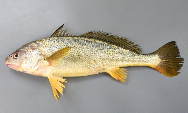 45cm SL 前後になる。細長く背が薄い黒灰色で腹の部分が黄色い。胸鰭、腹鰭、尻鰭、尾鰭の下方が黄色みを帯びる。鱗にある黒点が側線の下では筋状に並び、上ではところどころで乱れる。尾鰭は三角形。［45cm SL・1.27kg］
