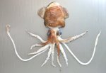 ボウズイカのサムネイル写真