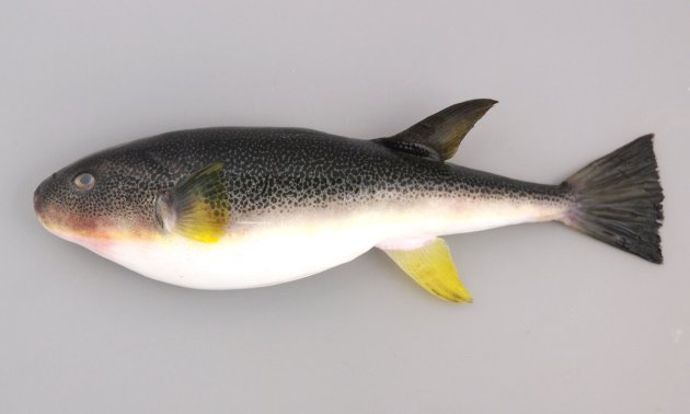 35cm SL 前後になる。腹鰭はなく、細長く断面は円形に近い。背の部分に小さな棘がある。胸鰭後方に斑紋がない。背の部分に円形、楕円形の褐色の斑紋とコバルトブルーの小さな斑紋が密に散らばる。臀鰭は黄色い。