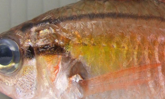 鰓蓋骨の後方は黄金色を帯びている。目から後方にかけて２本の筋が走る。