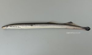 カワヤツメのサムネイル写真