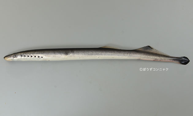 カワヤツメ (ヤツメウナギ) | 市場魚貝類図鑑