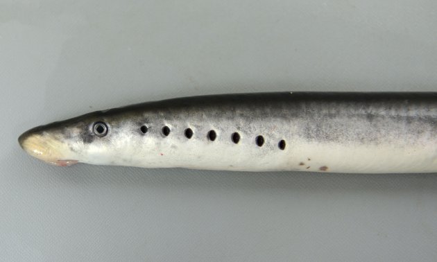 カワヤツメ (ヤツメウナギ) | 市場魚貝類図鑑