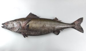 ギンダラのサムネイル写真