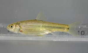 タモロコのサムネイル写真