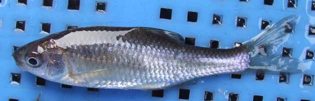 タナゴ | 魚類 | 市場魚貝類図鑑