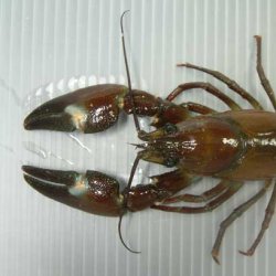 ウチダザリガニ | 甲殻 | 市場魚貝類図鑑