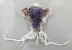 ミミイカのサムネイル写真