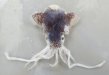 ミミイカのサムネイル写真