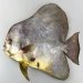 ツバメウオのサムネイル写真