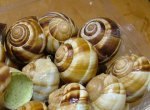 エスカルゴのサムネイル写真
