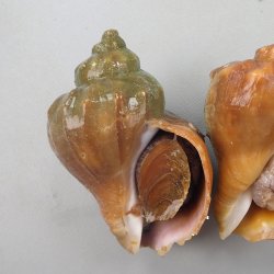 ヒメエゾボラ (青ツブ) | 市場魚貝類図鑑