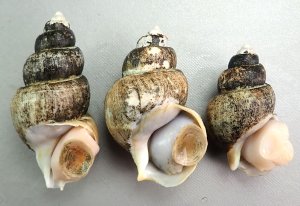 ツバイのサムネイル写真
