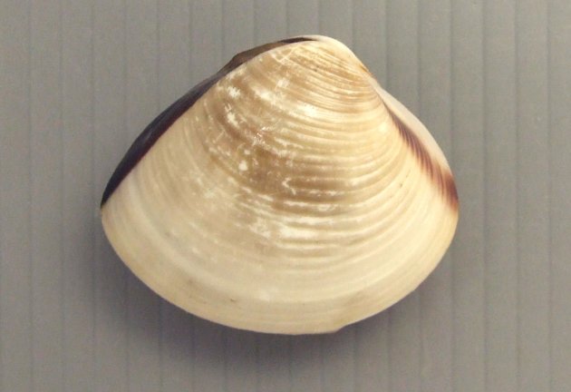6cm SL 前後になる。貝殻は乳白色で膨らみが強く正三角形に近い。殻表の前方には丸味を帯びた円肋があり、後半部分は肋は弱く平滑になる。殻長から貝殻の端にそって褐色の帯がある。