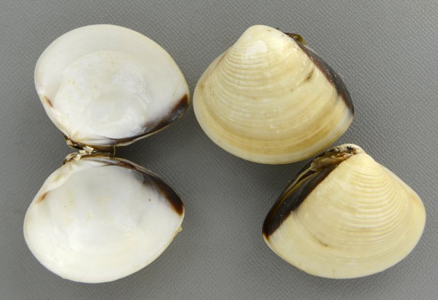 6cm SL 前後になる。貝殻は乳白色で膨らみが強く正三角形に近い。殻表の前方には丸味を帯びた円肋があり、後半部分は肋は弱く平滑になる。殻長から貝殻の端にそって褐色の帯がある。