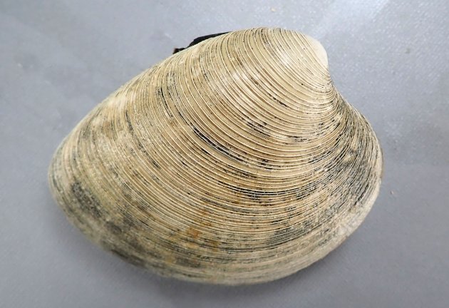 10cm SL 前後になる。貝殻は厚く、貝殻はほんの少し赤味を帯びた灰色。膨らみはホンビノスと比べると弱い。貝殻の表面にざらざらした板状に立ち上がった輪肋がある。小月面は少しくぼむ。