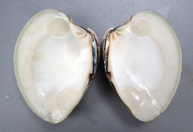 10cm SL 前後になる。貝殻は厚く、貝殻はほんの少し赤味を帯びた灰色。膨らみはホンビノスと比べると弱い。貝殻の表面にざらざらした板状に立ち上がった輪肋がある。小月面は少しくぼむ。