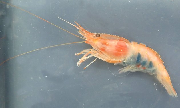 体長10cmほどになる。頭が大きく、胴が短い。胴の部分の殻が蓑をかぶったように見える。身体にははっきりした紋がない。